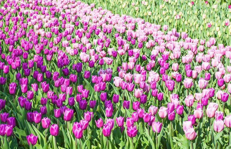 Tulpen im Garten – der bunte Wahnsinn 