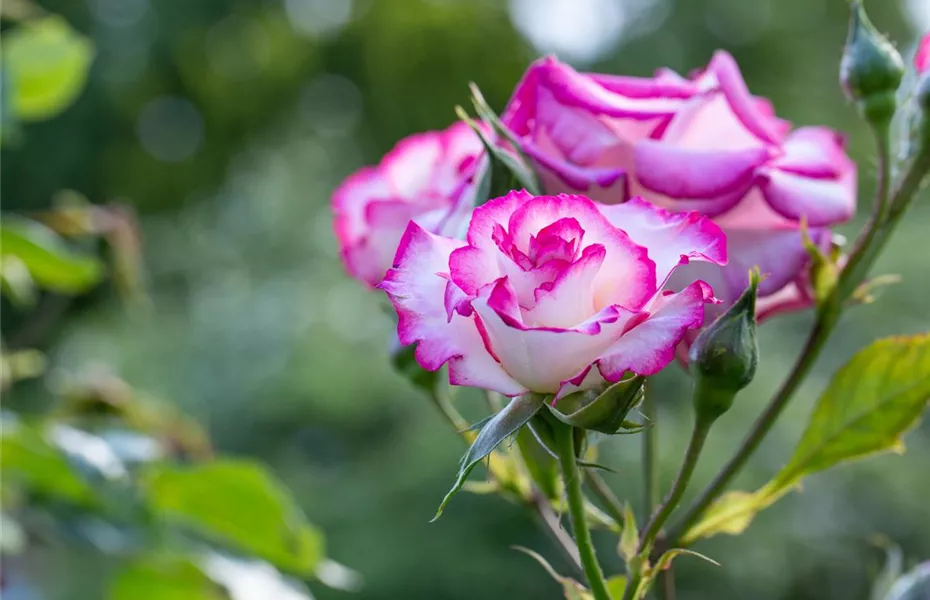 Rosenpflege – pflanzen, schneiden, düngen