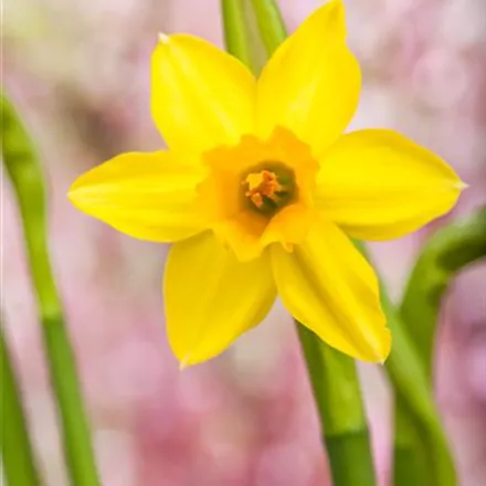 Narzissen – Frühling im Garten