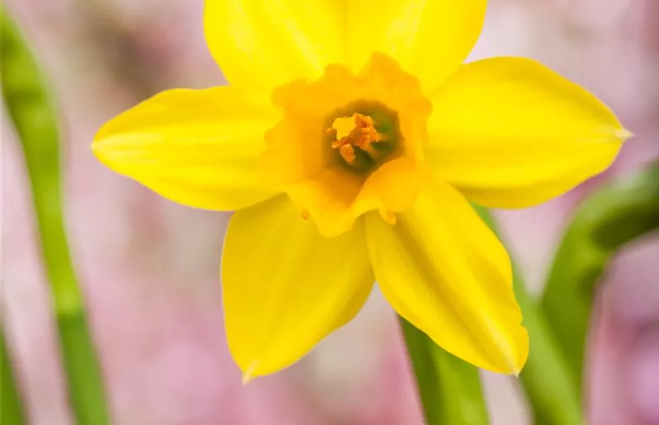 Narzissen – Frühling im Garten