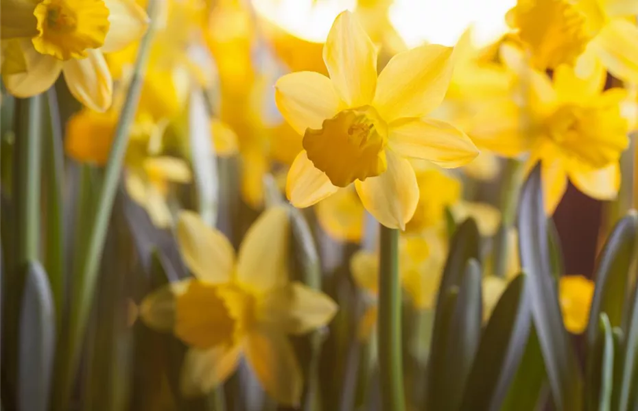 Narzissen – Frühling im Garten