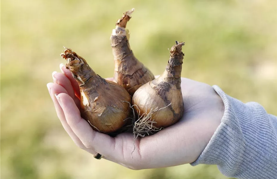 Narzissen – Frühling im Garten