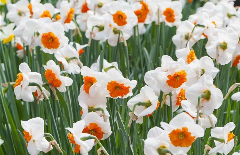 Narzissen – Frühling im Garten