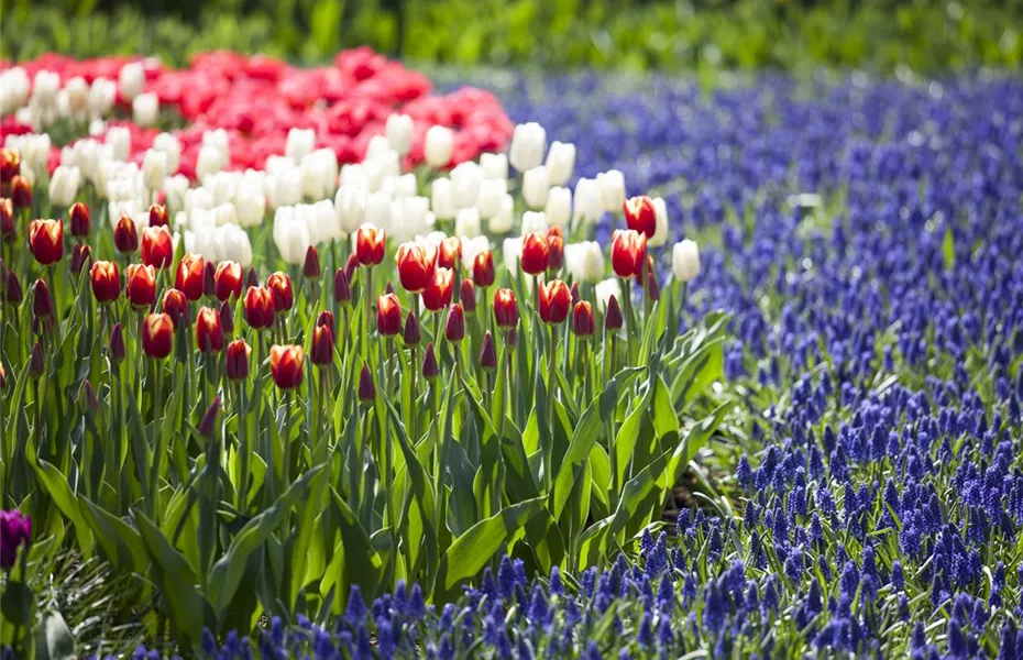 Blumenzwiebeln – kleine Zwiebeln mit großer Wirkung