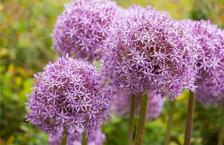 Blumenzwiebeln – kleine Zwiebeln mit großer Wirkung