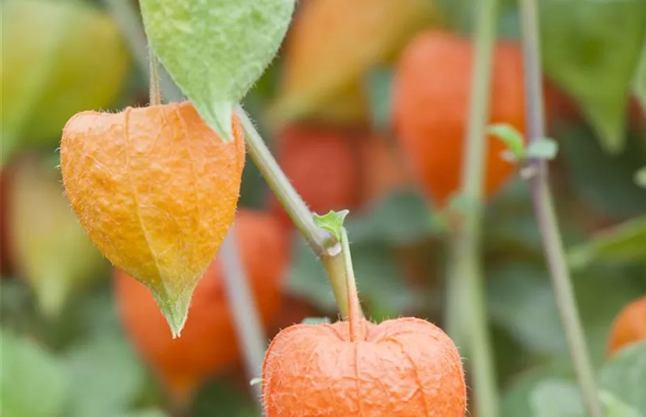 Mit der Lampionblume den Garten festlich schmücken