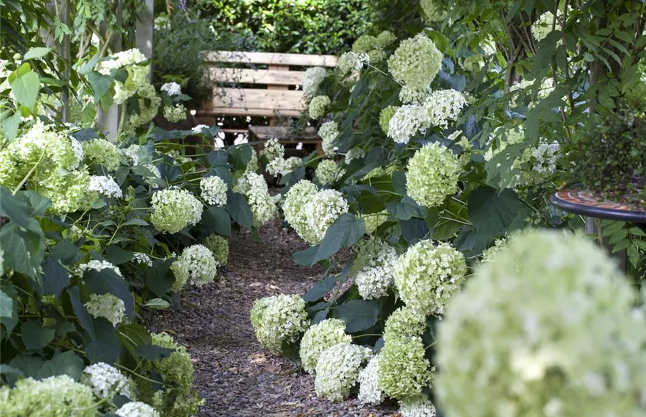 Pflanzpartner für Hortensien – Ideen für den Garten