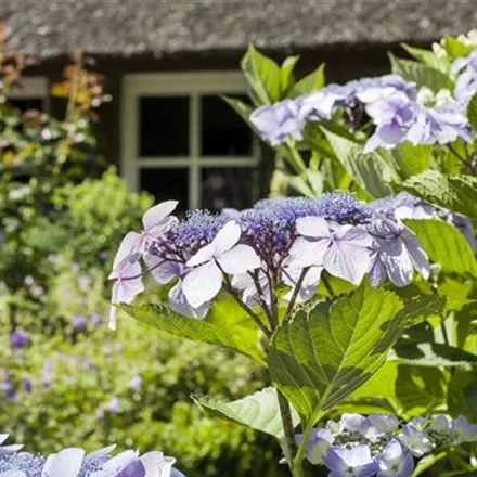 Hortensien überwintern – gesund durch die kalte Jahreszeit