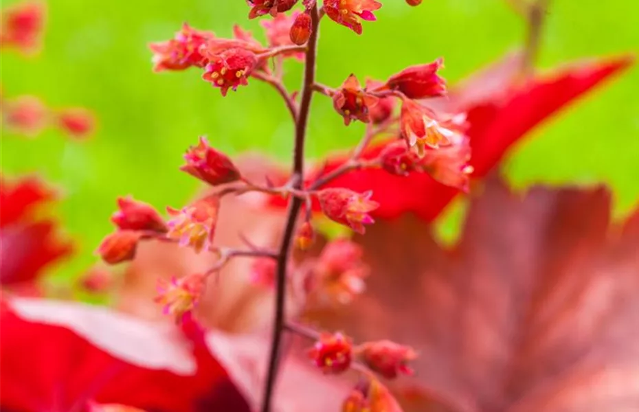 Pflanzpartner für Hortensien – Ideen für den Garten