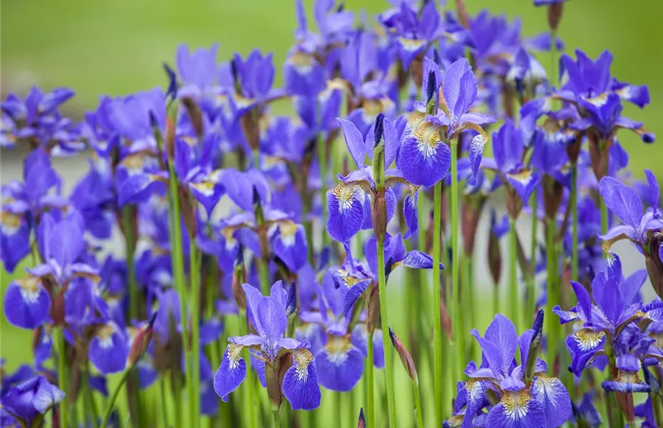 Pflanzpartner für Hortensien – Ideen für den Garten