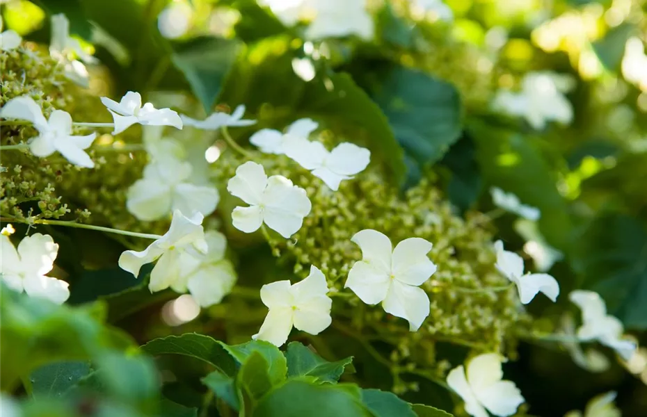 Hortensienarten und ihre wundervollen Eigenschaften