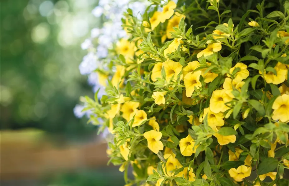 Urban Gardening trifft Upcycling – Blumenampeln aus einem Küchensieb