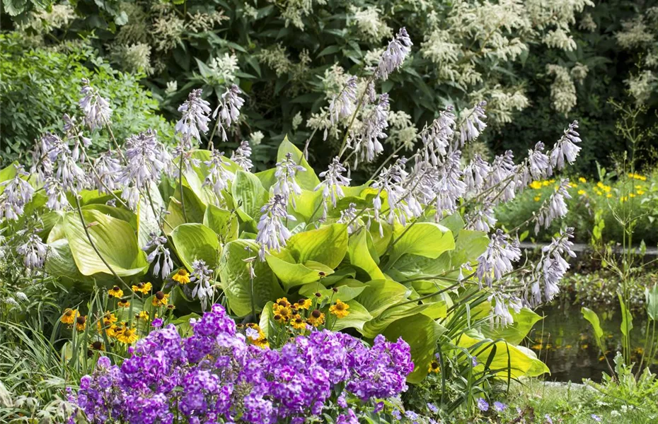 Stauden und Blumenzwiebeln kombinieren