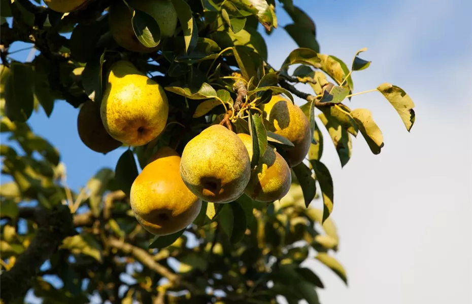 Die Streuobstwiese – Gesundheit zum Selberpflücken