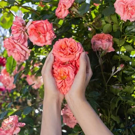 Die Rose – die Königin der Pflanzen für Balkon und Terrasse