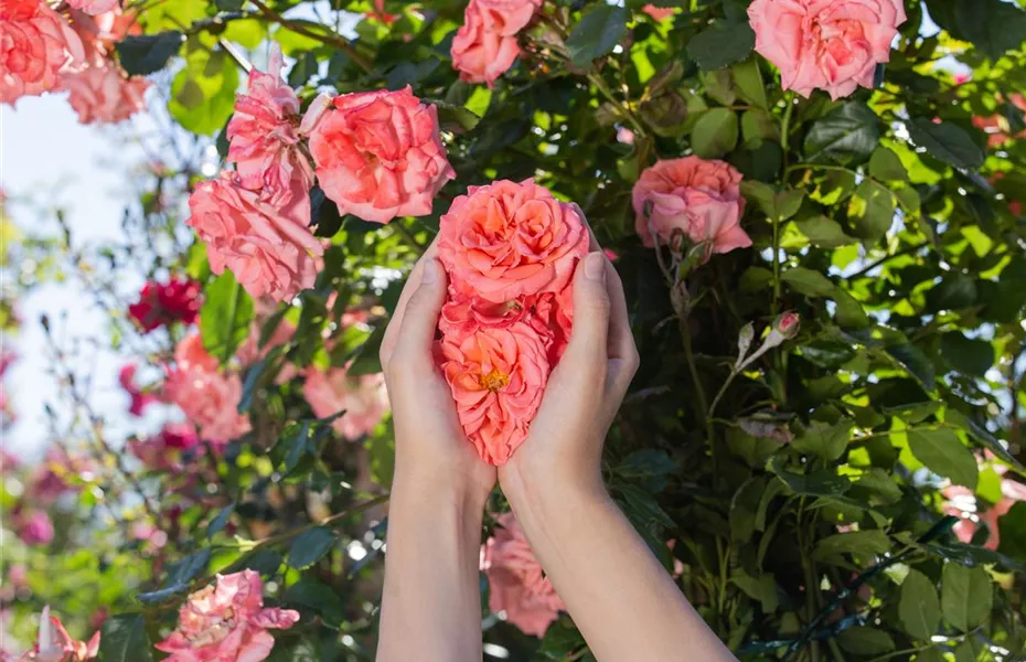 Die Rose – die Königin der Pflanzen für Balkon und Terrasse