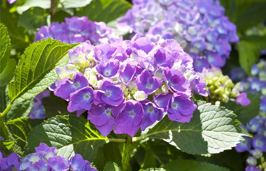 Der schöne Garten-Klassiker – die Hortensie