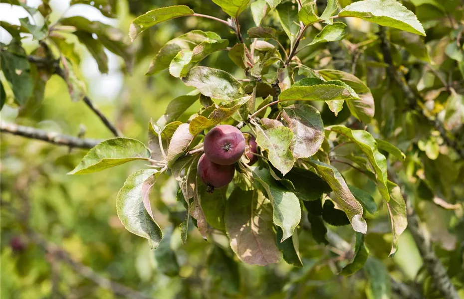 Obstbäume brauchen Sommerschnitt für die optimale Ernte