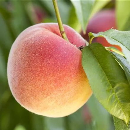 Obstbäume brauchen Sommerschnitt für die optimale Ernte