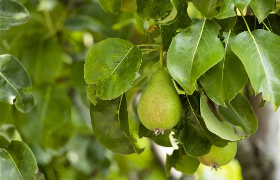 Obstbäume brauchen Sommerschnitt für die optimale Ernte