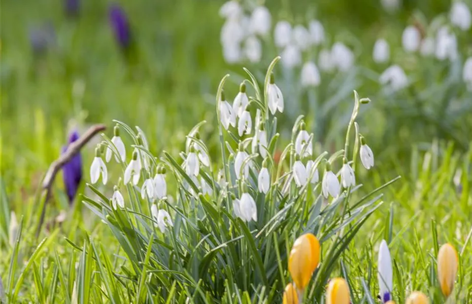 Schneeglöckchen pflanzen – Frühlingsboten im Garten