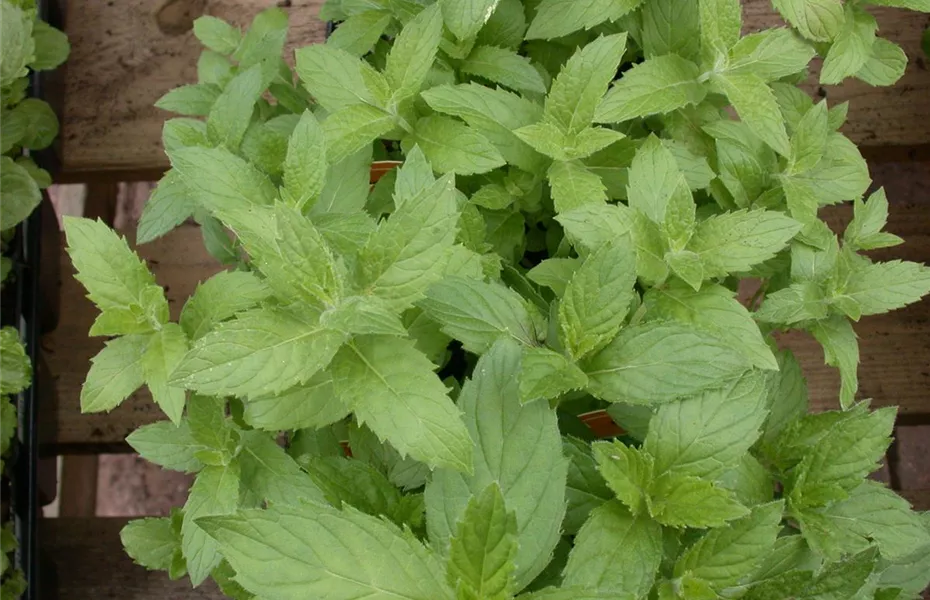 Urban Gardening – frische Kräuter für den Balkon