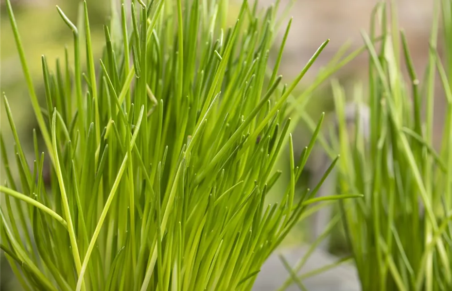 Urban Gardening – frische Kräuter für den Balkon