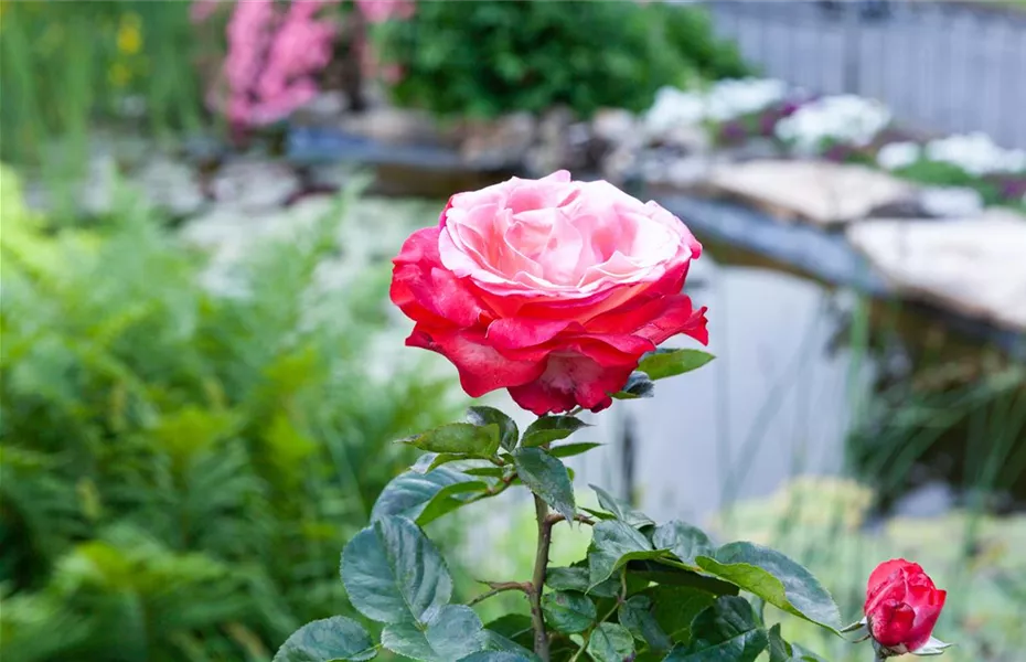 Die Rose – die Königin der Pflanzen für Balkon und Terrasse