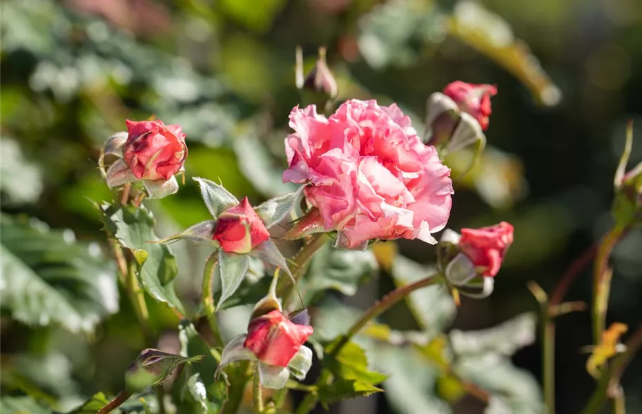 Die Rose – die Königin der Pflanzen für Balkon und Terrasse