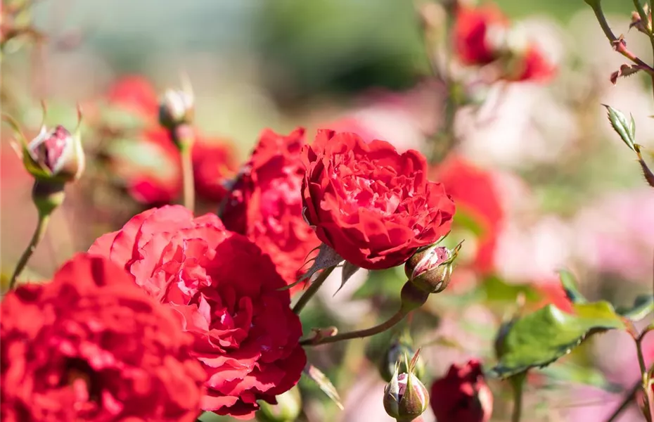 Die Rose – die Königin der Pflanzen für Balkon und Terrasse