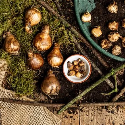 Ab in die Kiste – Blumenzwiebeln und Knollen einlagern