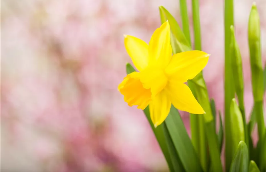 Frühling auf dem Balkon: Frühblüher pflanzen im Herbst