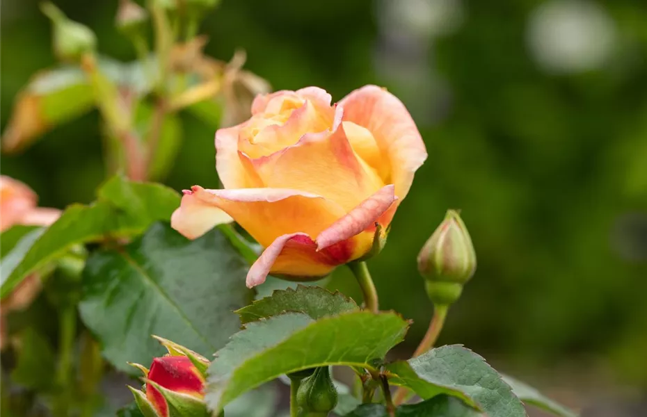 Rezepte mit Rosen