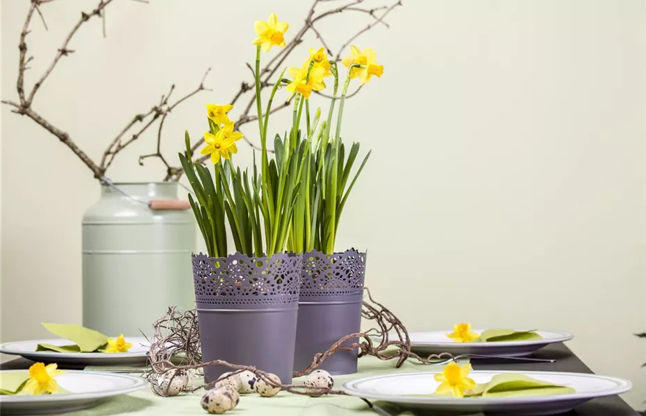 Frühblüher im Haus – Blumenzwiebeln antreiben