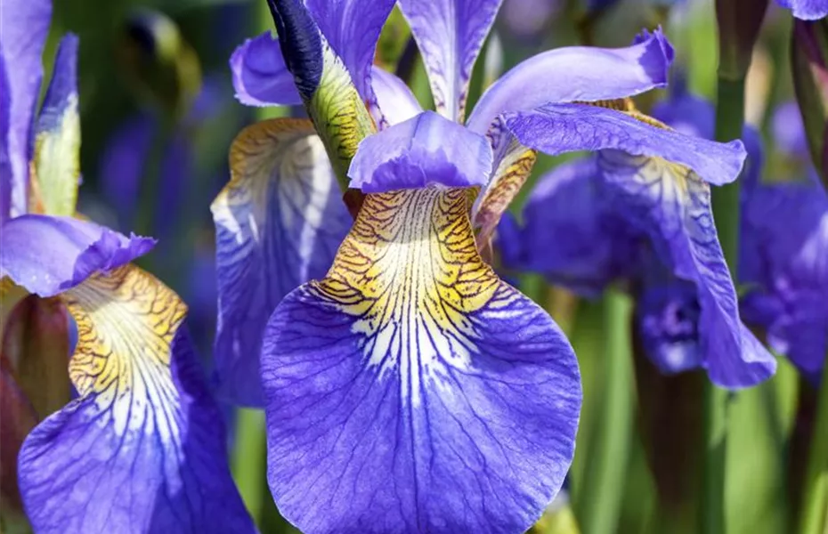 Der ganz große Stil im Garten - eine Anleitung für Menschen mit Liebe zu Effekten