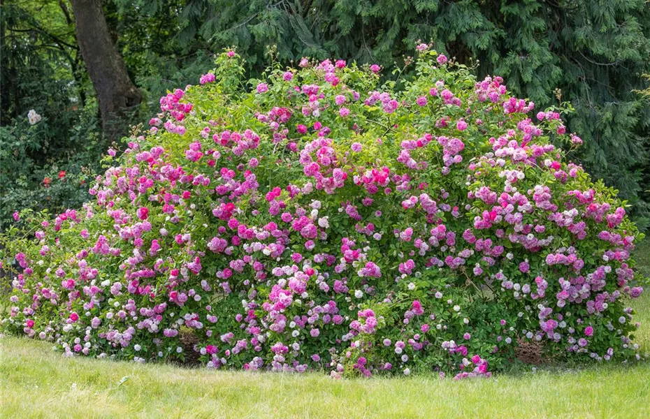 Historische Rosen – Schönheit mit einer langen Geschichte