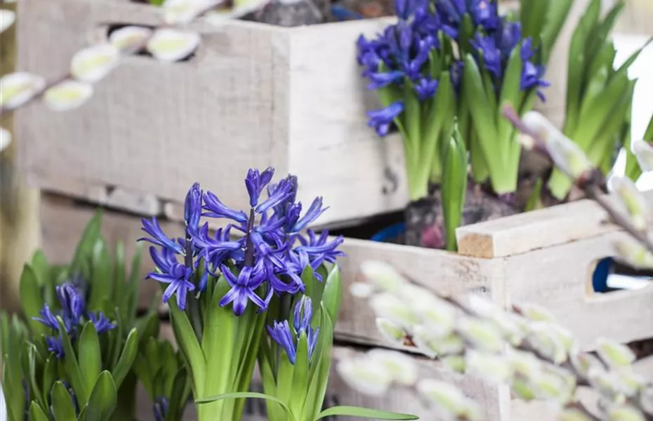 Frühblüher im Haus – Blumenzwiebeln antreiben