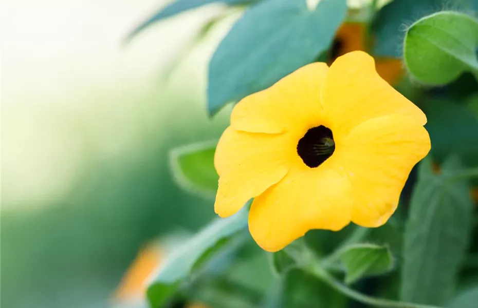 Mit einjährigen Pflanzen den Garten bunter machen