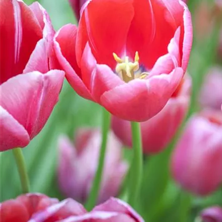 Tulpen im Garten – der bunte Wahnsinn 