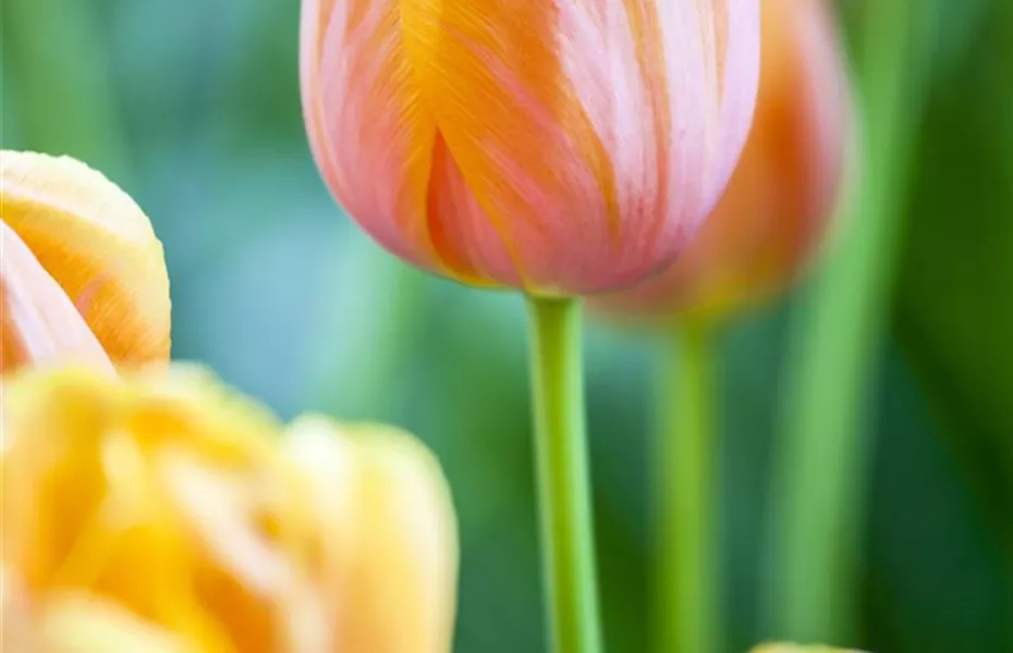 Tulpen im Garten – der bunte Wahnsinn 