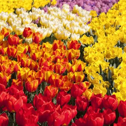 Tulpenzwiebeln einpflanzen – Beetgestaltung mit Tulpen