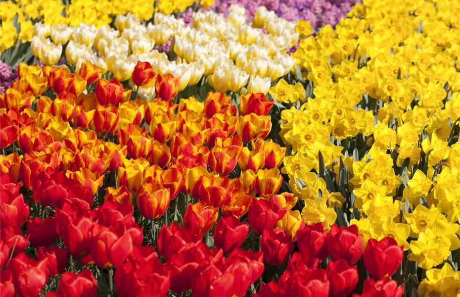 Tulpenzwiebeln einpflanzen – Beetgestaltung mit Tulpen