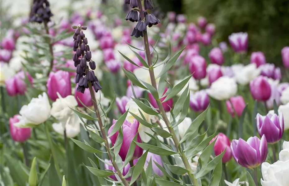 Stauden und Blumenzwiebeln kombinieren