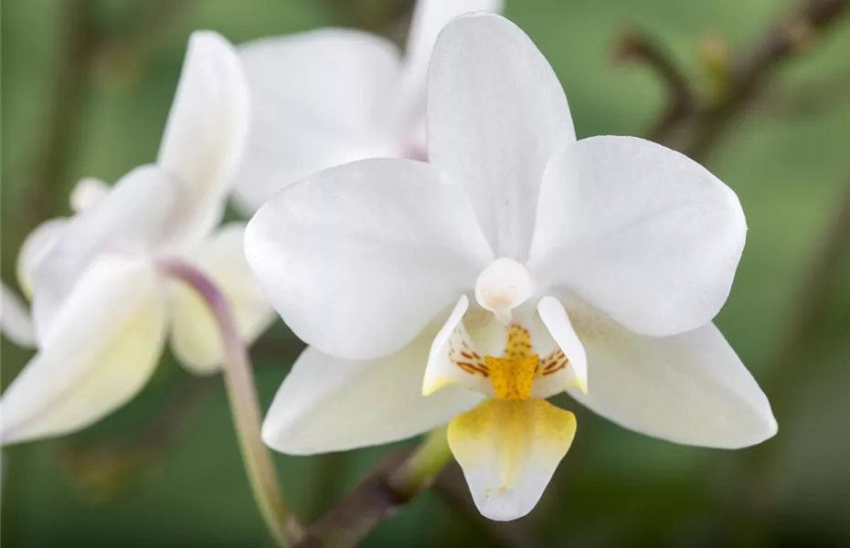 Die Königin der Zimmerpflanzen – Orchideen allgemein