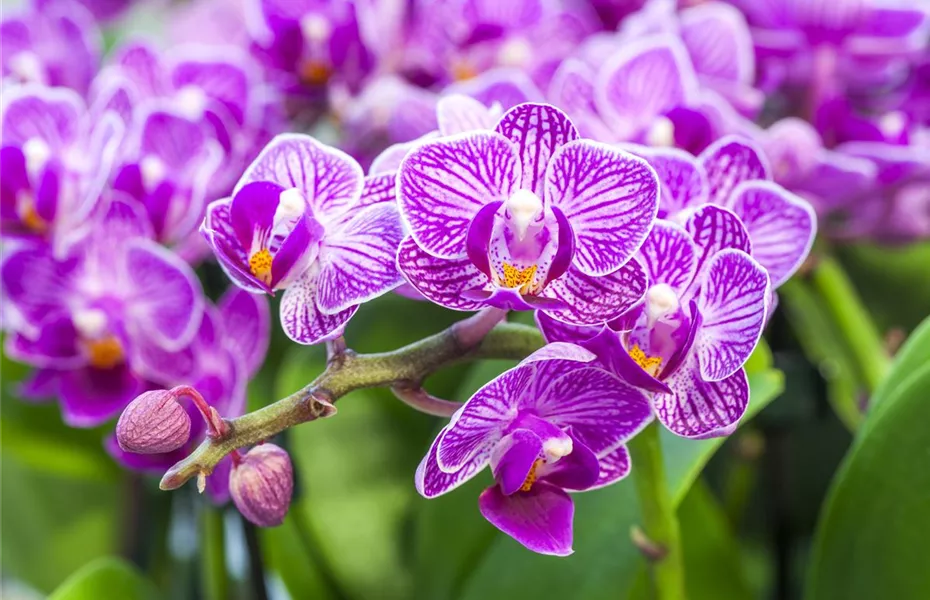 Die Königin der Zimmerpflanzen – Orchideen allgemein