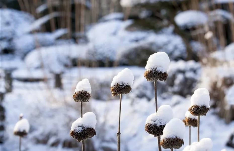 Weihnachtliche Stimmung im Garten