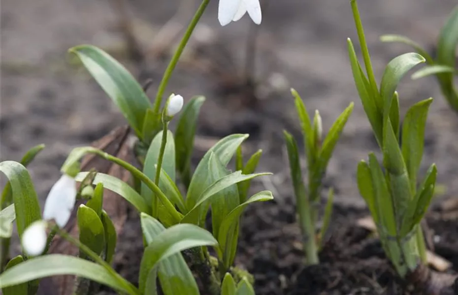 Schneeglöckchen pflanzen – Frühlingsboten im Garten