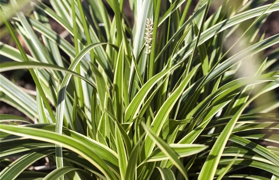 Diese Arbeiten sind jetzt im Garten noch nötig