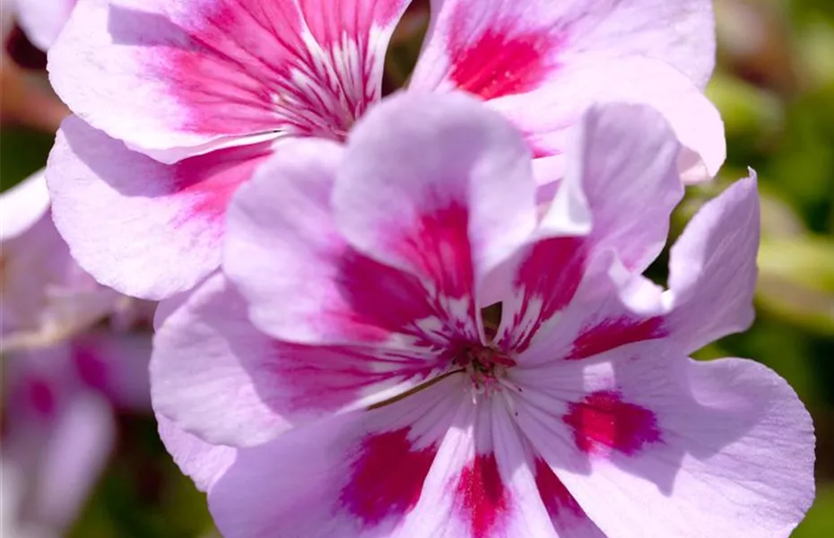 Winterschlaf für Geranien und Fuchsien