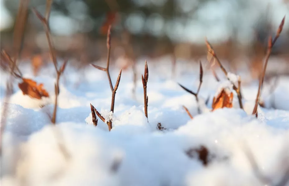 Den Garten winterfest machen